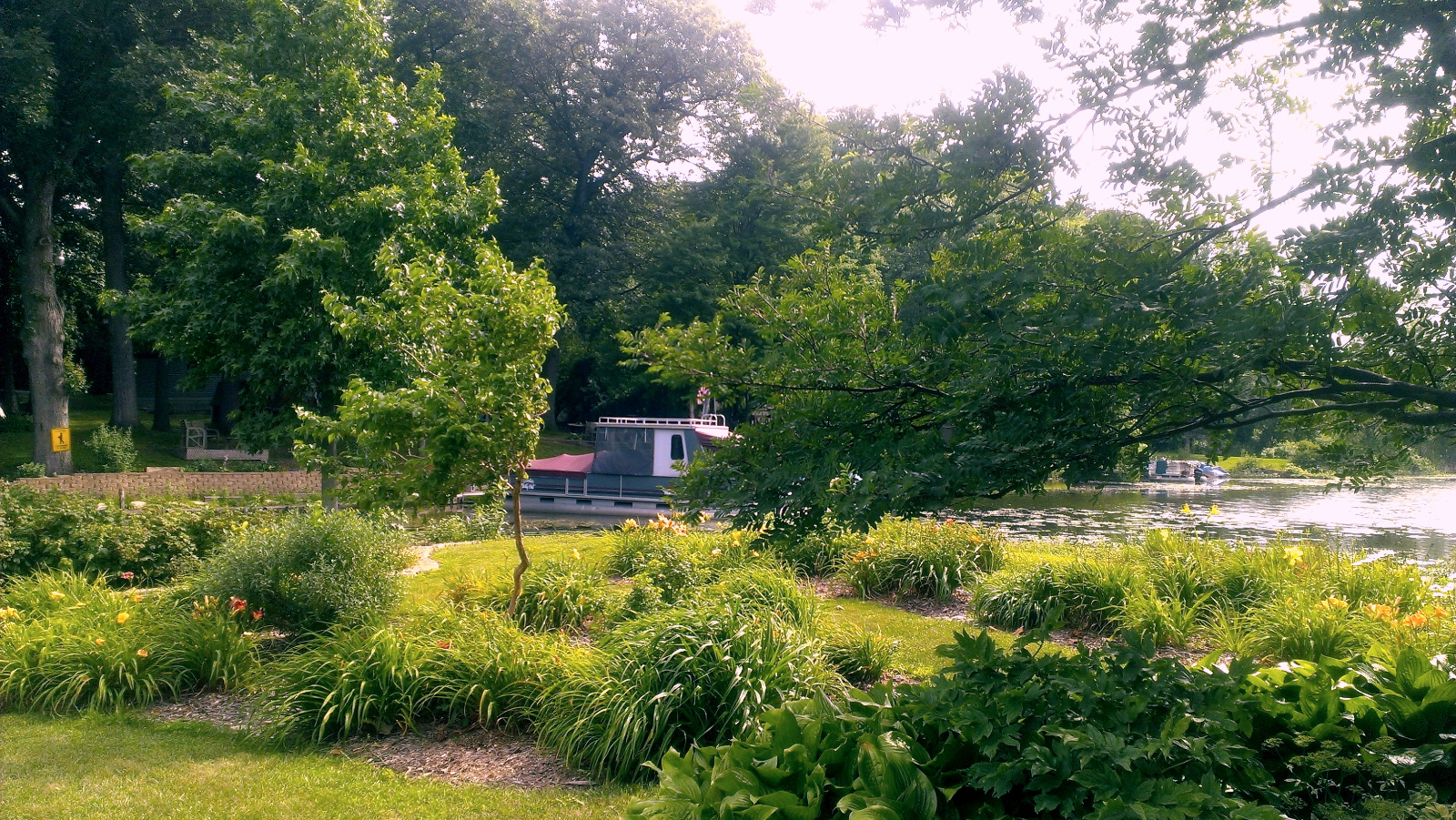 Daylily flowerbeds just beginning to bloom